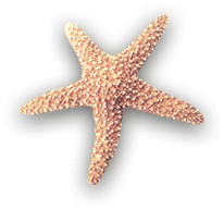 Starfish